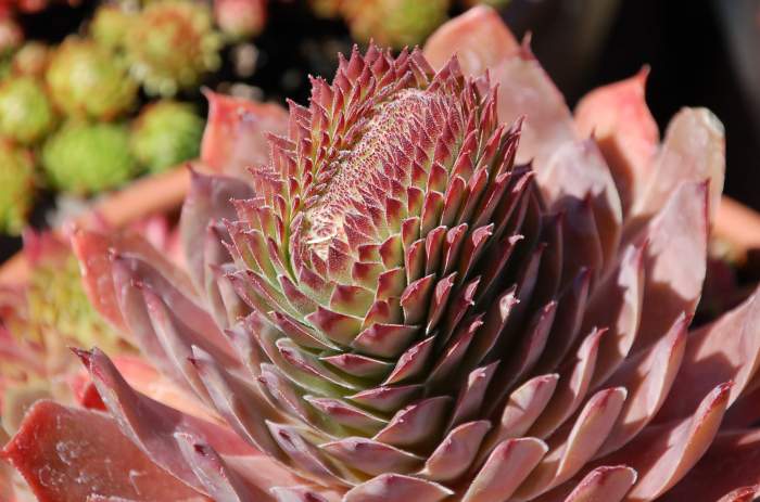 Sempervivum Dachwurz Hauswurz